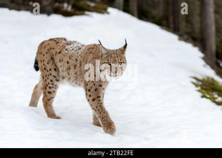 Linnx vicino, bobcat nella foresta invernale. Predatori selvatici in ambiente naturale. Scenario naturale Foto Stock