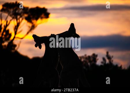 Canguri che combattono al tramonto Foto Stock