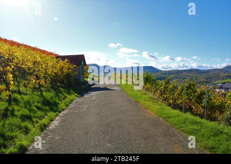 Vigneto a Metzingen, Germania Foto Stock