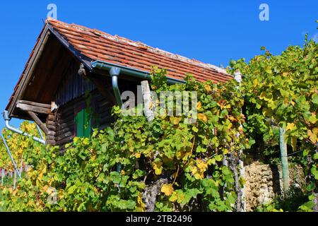 Vigneto a Metzingen, Germania Foto Stock