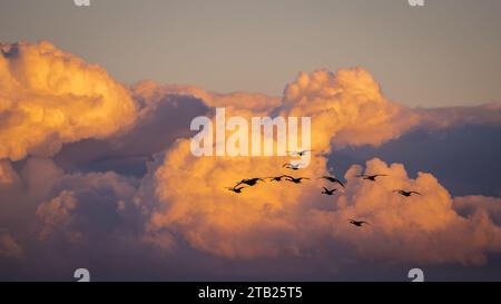 Cigni che volano all'alba con il cielo colorato Foto Stock