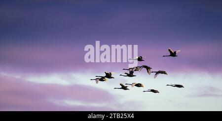 Cigni che volano all'alba con il cielo colorato Foto Stock