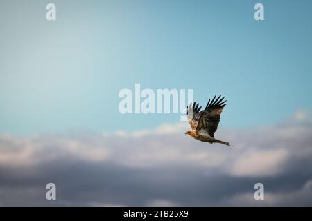 Aquilone in volo nel cielo blu con nuvole Foto Stock