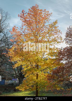Foglie d'autunno gialle brillanti su Sweet Gum Tree (Liquidambar styraciflua 'variegata) che crescono nel parco Acton. Colori della stagione autunnale, spazio per testo, Seleziona Foto Stock