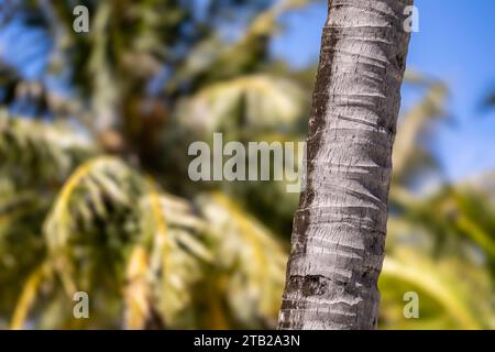 I rami di palma tropicali dettagliano le Maldive Foto Stock