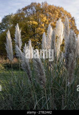 L'affascinante piumaggio dei fiori delle pampas nel parco. Fiori soffici di color crema bianca di Cortaderia selloana, è una bella erba fiorita Foto Stock