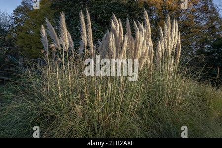 L'affascinante piumaggio dei fiori delle pampas nel parco. Fiori soffici di color crema bianca di Cortaderia selloana, è una bella erba fiorita Foto Stock