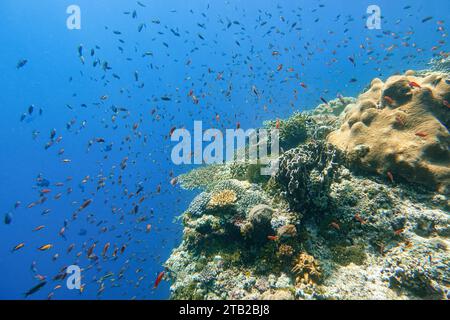 Indonesia Alor Island - Marine Life Coral Reef con pesci tropicali Foto Stock