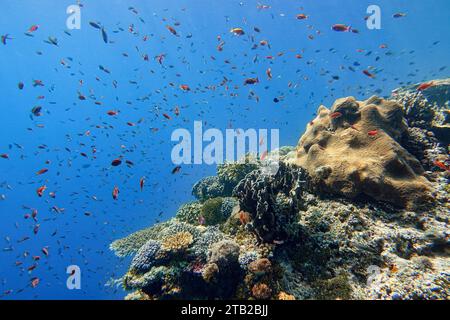 Indonesia Alor Island - Marine Life Coral Reef con pesci tropicali Foto Stock