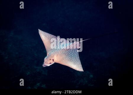 Aquile maculate che nuotano nelle acque blu scuro dell'oceano, alle Maldive Foto Stock