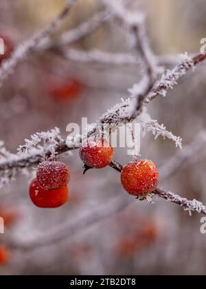 Bacche di frutta rossa arancia su siepi con ghiaccio e cristalli di ghiaccio in inverno Foto Stock