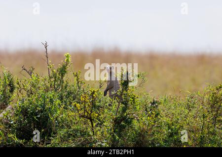 Una foto di mangusta in banda a Masai Mara in Kenya Foto Stock