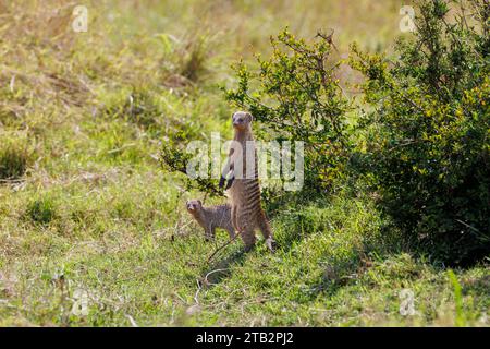 Una foto di mangusta in banda a Masai Mara in Kenya Foto Stock