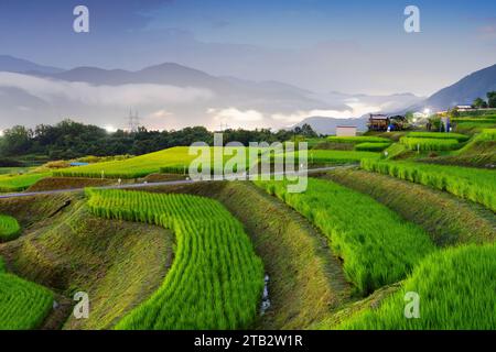 Obasute, Nagano, Giappone terrazze di riso al crepuscolo d'estate. Foto Stock