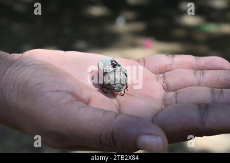 Un cadavere vuoto di uno scarabeo di cocco sulla cima di una palma di una donna. Questo coleottero in un gesto di spettacolo sul palmo ed è comunemente noto come Asiat Foto Stock