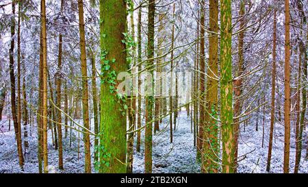 Tempesta di neve invernale foresta nazionale di Perigord vista aerea Dordogne Francia Foto Stock