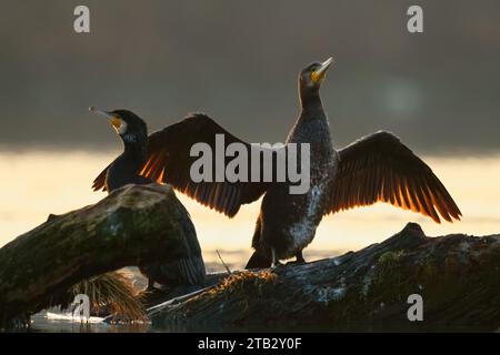 Cormorani Phalacrocorax carbo all'alba d'inverno, primo piano. Seduto con le ali sparse su un tronco d'albero nel fiume. Retroilluminazione. Trencin, Slovacchia Foto Stock