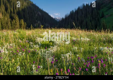 Splendida montagna e fiori rari, Edelweiss o Leontopodium. Prato di diversi fiori ed erbe nelle montagne di Tien Shan Foto Stock