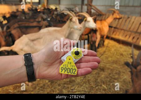 Controllo e identificazione di un allevamento caprino: Etichetta elettronica per la tracciabilità dei caprini. Identificazione elettronica dei piccoli ruminanti Foto Stock