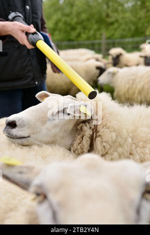 Controllo e identificazione di un gregge di pecore in un prato da parte di un tecnico: Lettura dell'etichetta elettronica su una pecora utilizzando il lettore di bastoncini nella presa Foto Stock