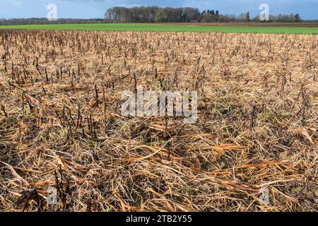 Campo con vegetazione arancio dopo l'applicazione del diserbante glifosato. Erbaccia invernale con glifosato di un campo con CIPAN, trappola intermedia per nitrati cr Foto Stock