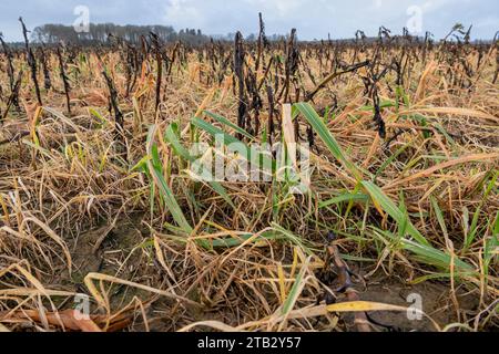 Campo con vegetazione arancio dopo l'applicazione del diserbante glifosato. Erbaccia invernale con glifosato di un campo con CIPAN, trappola intermedia per nitrati cr Foto Stock