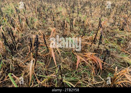 Campo con vegetazione arancio dopo l'applicazione del diserbante glifosato. Erbaccia invernale con glifosato di un campo con CIPAN, trappola intermedia per nitrati cr Foto Stock