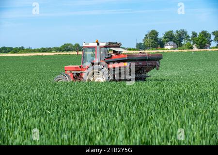 Spandimento di fertilizzanti sul frumento nella fase di rotta. Trattore e spanditore, spandimento di fertilizzanti con ossido nitrico e azoto ammoniacale per la coltivazione del raccolto Foto Stock