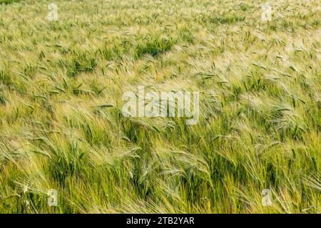 Campo di birra invernale matura. Orecchie Foto Stock