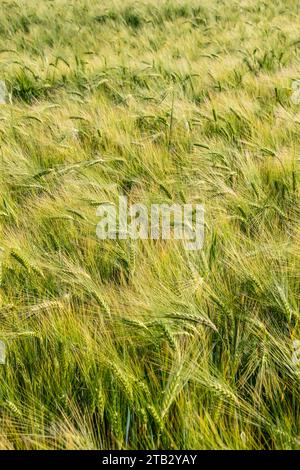 Campo di birra invernale matura. Orecchie Foto Stock