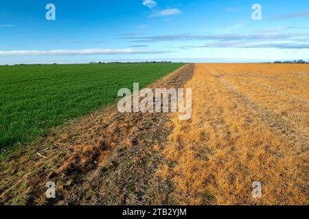 Campo con vegetazione arancio dopo l'applicazione del diserbante glifosato Foto Stock