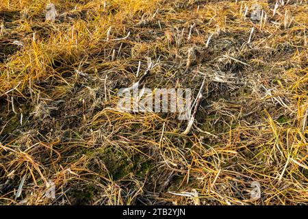 Campo con vegetazione arancio dopo l'applicazione del diserbante glifosato Foto Stock