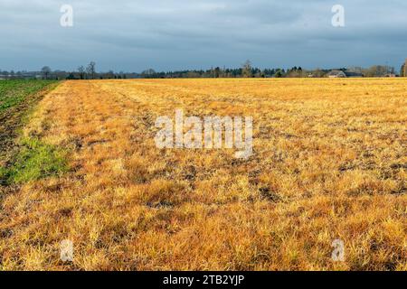 Campo con vegetazione arancio dopo l'applicazione del diserbante glifosato Foto Stock