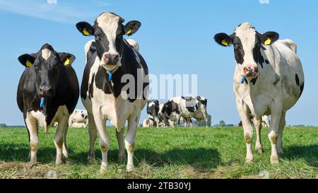 Vacche Holstein Frisone bianche e nere in un alpeggio soleggiato sotto un cielo blu che guarda curiosamente nella fotocamera Foto Stock