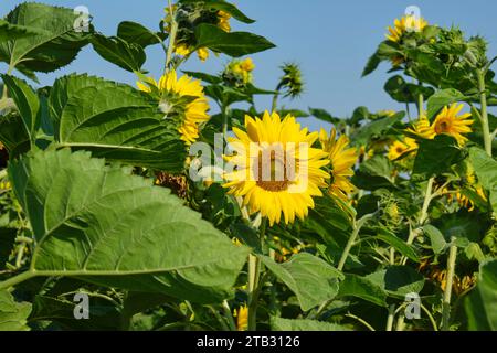 Girasoli gialli sotto un cielo blu intenso in estate. Immagine con messa a fuoco selettiva. Foto Stock