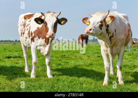 Vitelli frisoni rossi e bianchi con corna in un prato soleggiato in Frisia, Paesi Bassi, in estate. Foto Stock