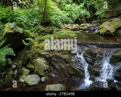 Vista della piccola cascata, cascata al ruscello con pietre coperte di muschio, felce e piante tropicali all'escursione Levada do Rei PR18, da Sao Jorge e termina al Foto Stock