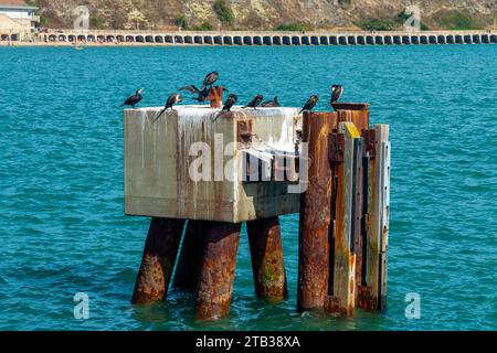 Cormorani o shags un tipo di uccello marino della famiglia Phalacrocoracidae arroccato su una piattaforma metallica a Folkestone Harbour nel Kent in Inghilterra Foto Stock