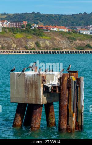 Cormorani o shags un tipo di uccello marino della famiglia Phalacrocoracidae arroccato su una piattaforma metallica a Folkestone Harbour nel Kent in Inghilterra Foto Stock
