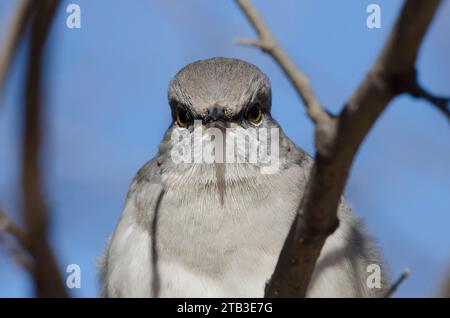 Northern Mockingbird, Mimus polyglottos, ritratto Foto Stock