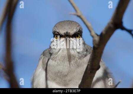 Northern Mockingbird, Mimus polyglottos, ritratto Foto Stock