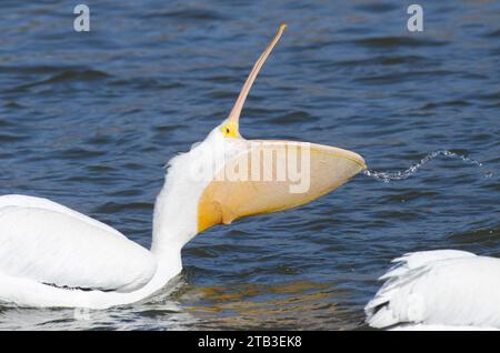 American White Pelican, Pelecanus erythrorhynchos, lancio della testa con agape Foto Stock