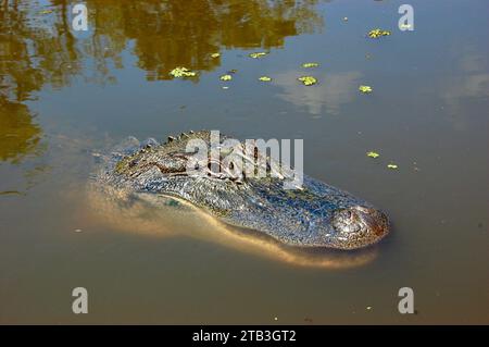 Alligatori a Honey Island Swamp vicino a New Orleans, Louisiana Foto Stock