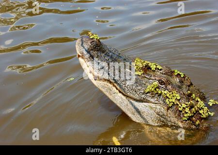 Alligatori a Honey Island Swamp vicino a New Orleans, Louisiana Foto Stock