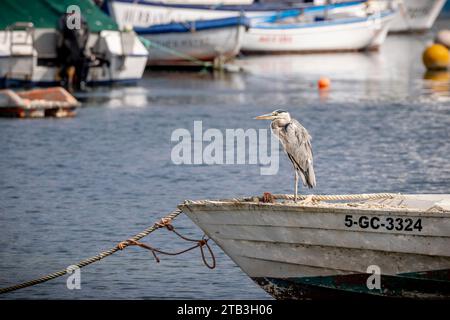 Herron sedeva sul peschereccio a Charco de San Gines, laguna con barche da pesca, Arrecife, Lanzarote, Isole Canarie, Spagna. Foto Stock