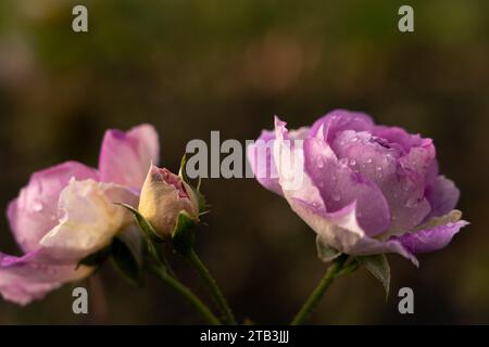 Rosa verde viola e bianca con gocce d'acqua, sfondo verde Foto Stock