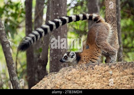 Lemure territoriale dalla coda ad anello (Lemur catta) albero che segna il profumo con ghiandole profumate genitali, Parco Nazionale dell'Isalo, regione dell'Ihorombe, Madagascar Foto Stock