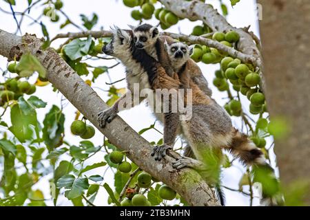 Lemure dalla coda tonda (Lemur catta) con giovani gemelli che si nutrono di frutta negli alberi, riserva comunitaria di Anja, Haute Matsiatra, Highlands centrali, Madagascar Foto Stock