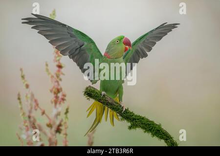 Il Laos o il siamese Alexandrine Parakeet, Psittacula eupatria siamensis Foto Stock