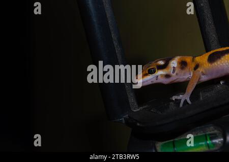 geco leopardo carino e carino. rettile per animali domestici. Foto Stock